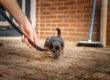 A person holds a brown leash guiding a small black and tan puppy across a dirt surface in front of a brick wall.