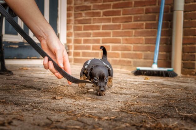 A person holds a brown leash guiding a small black and tan puppy across a dirt surface in front of a brick wall.