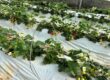 Strawberry plants in a bed with white blossoms and ripening red berries on plastic mulch.