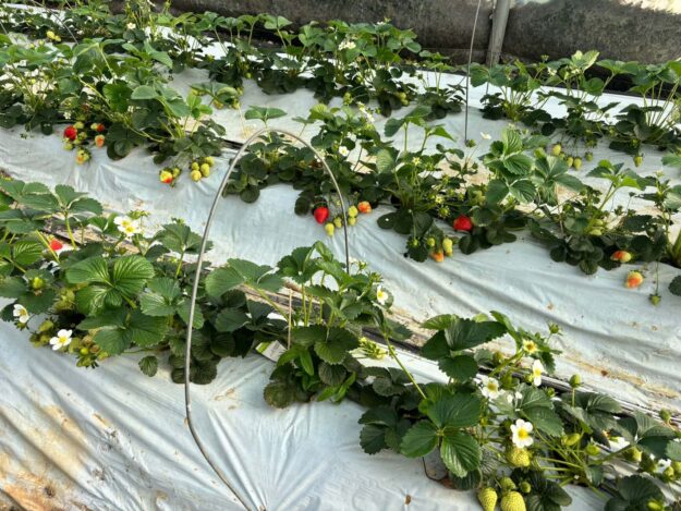 Strawberry plants in a bed with white blossoms and ripening red berries on plastic mulch.