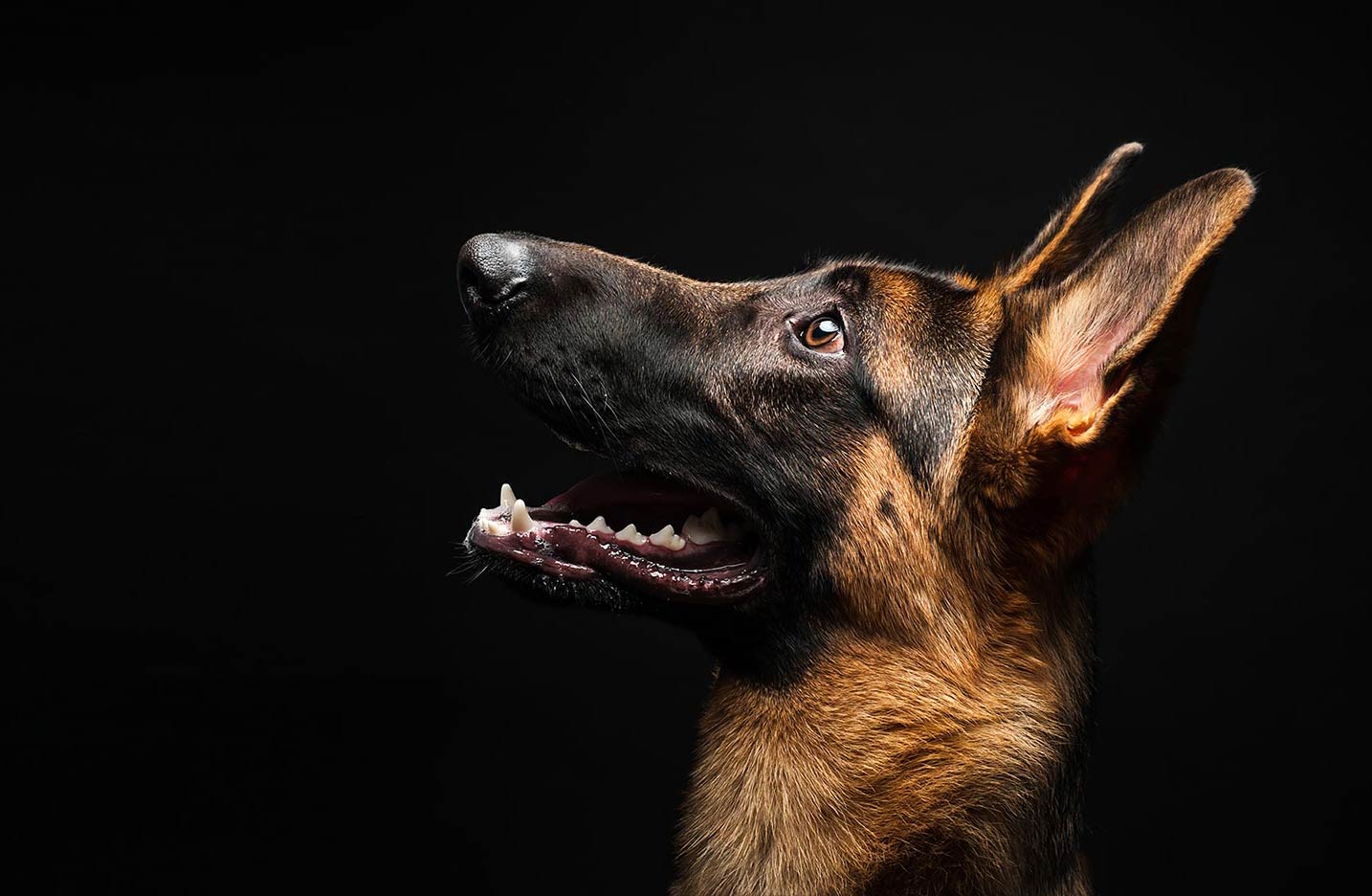German Shepard Dog