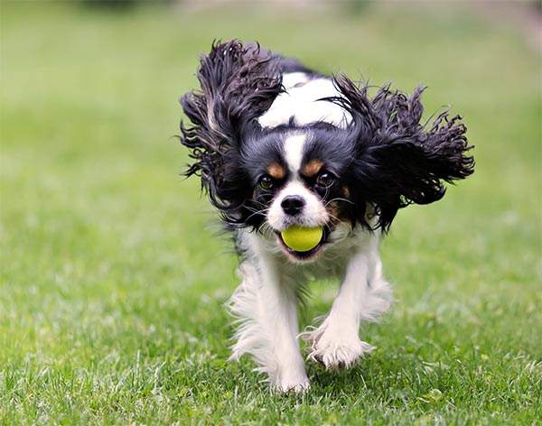 Running Puppy With Ball In Mouth