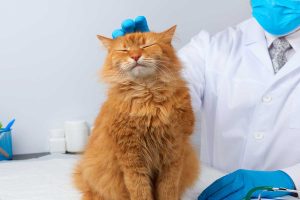 Orange cat sitting on a vet table. 