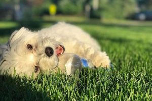 CeCe's white fluffy Dog Ziggy