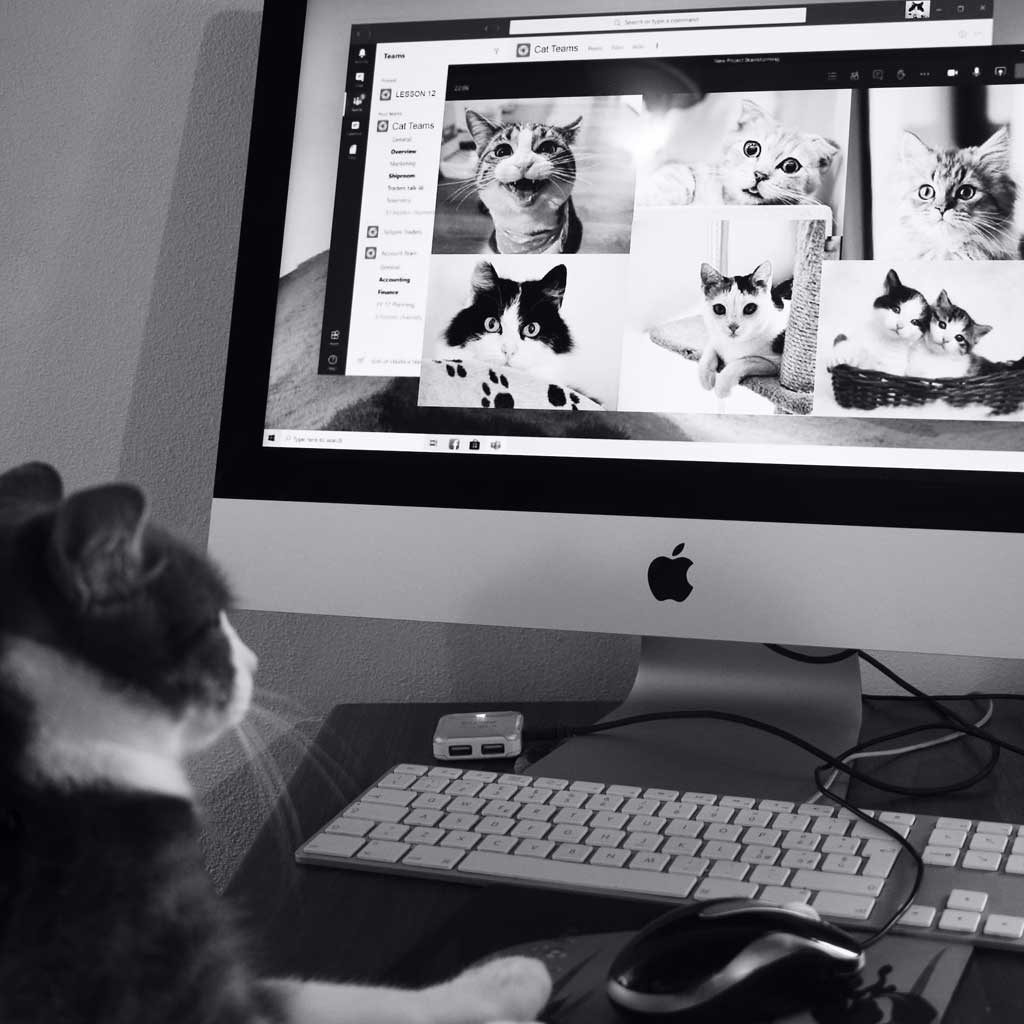 Cat On Computer