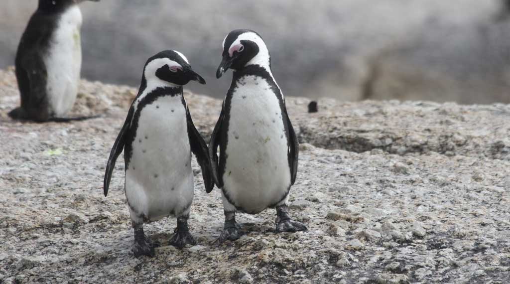 Non Ai Penguins