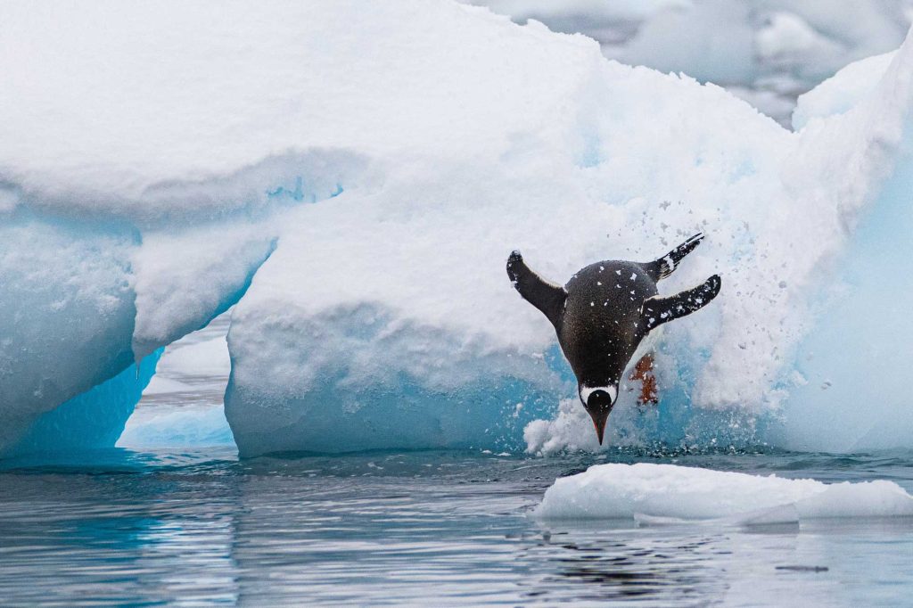 Penguin Diving Off Of Iceberg