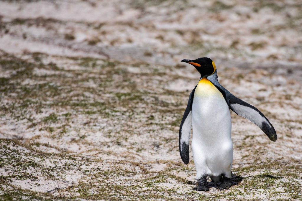 Penguin Walking On Sandy Beach