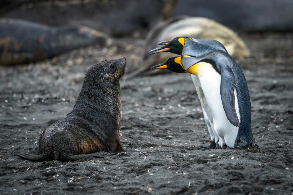 Penguins And Sea Lion