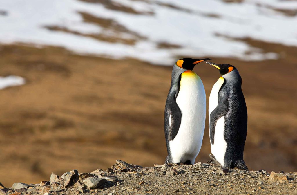 Penguins amongst a snowy and sandy landscape
