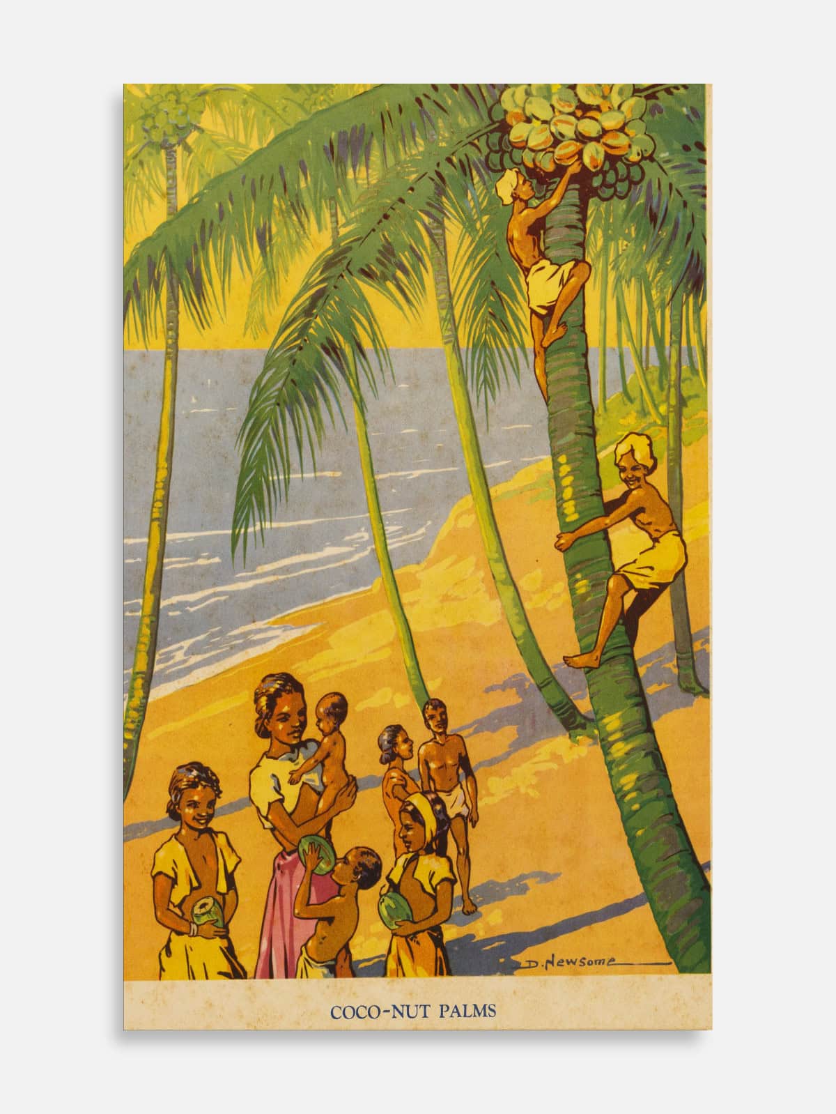 Coconut Palms
