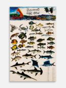 Marine Life of Sri Lanka