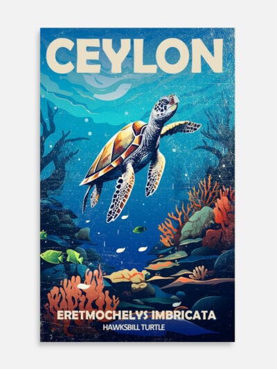 Turtle and Corals