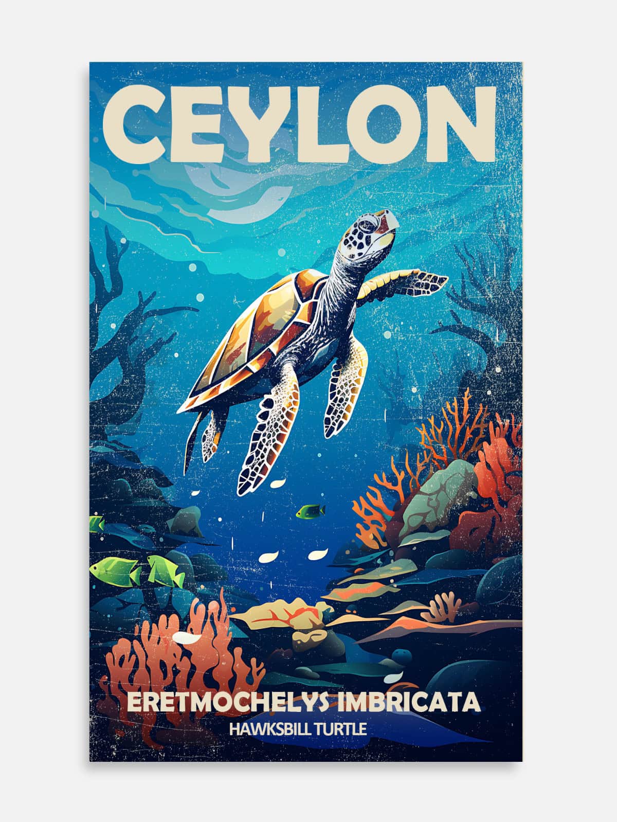 Turtle and Corals