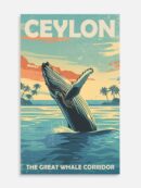 The Great Whale Corridor