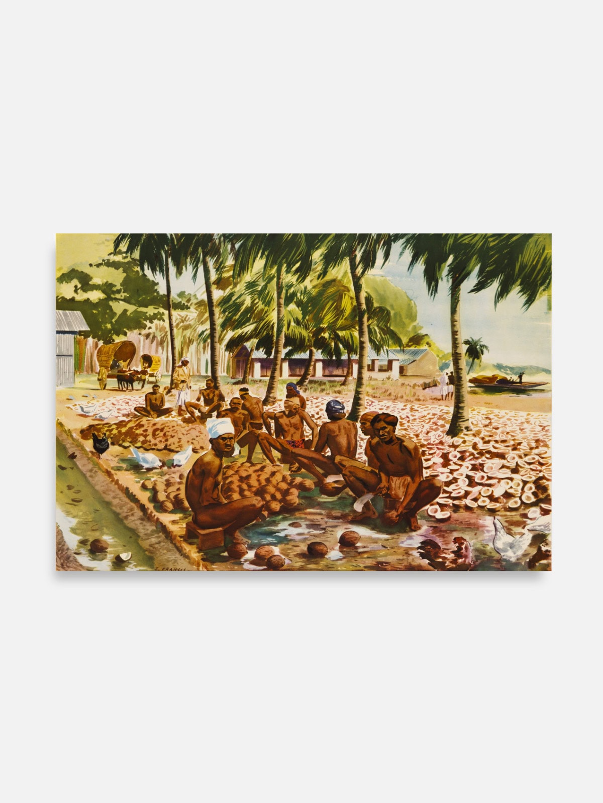 Preparing Copra in Ceylon