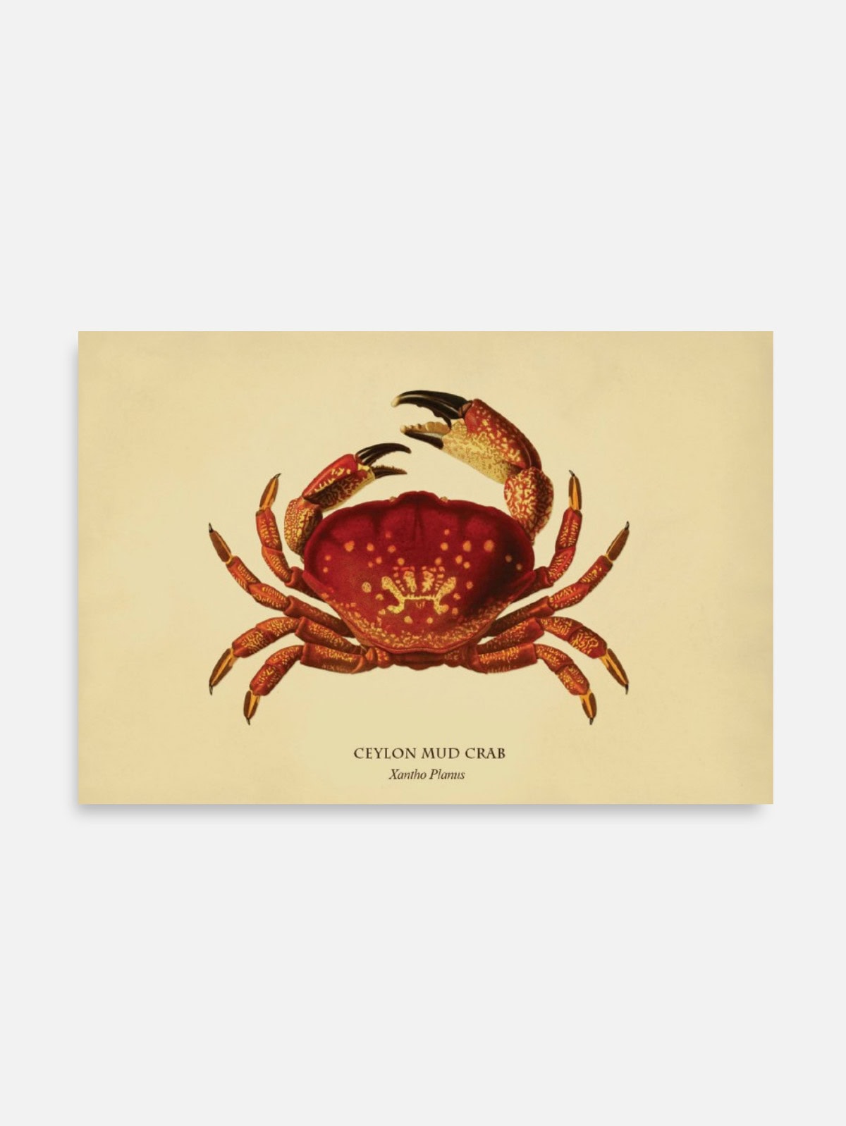 Ceylon Crab