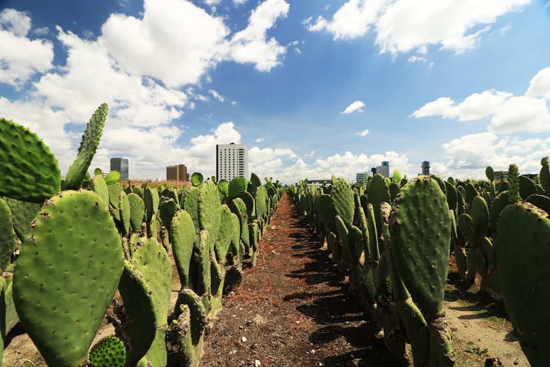 Landscaping and Irrigation Maintenance for Las Vegas Rentals