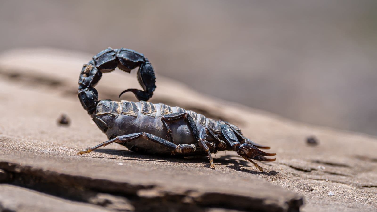 Scorpions and Pest Control in Las Vegas Rentals, Who Is Responsible