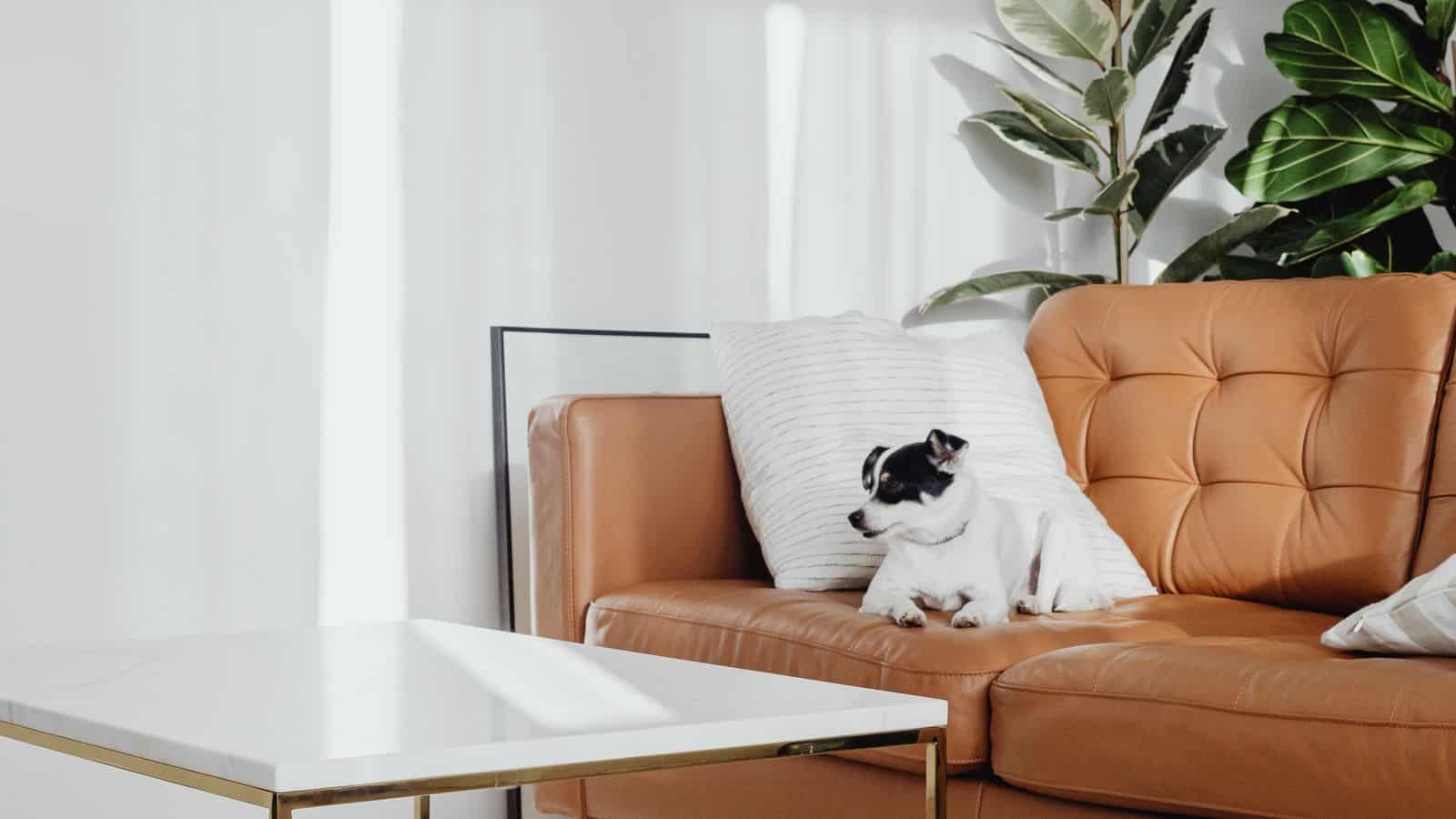 How a Las Vegas Property Manager Documents and Bills Pet Damage Separately From Wear and Tear