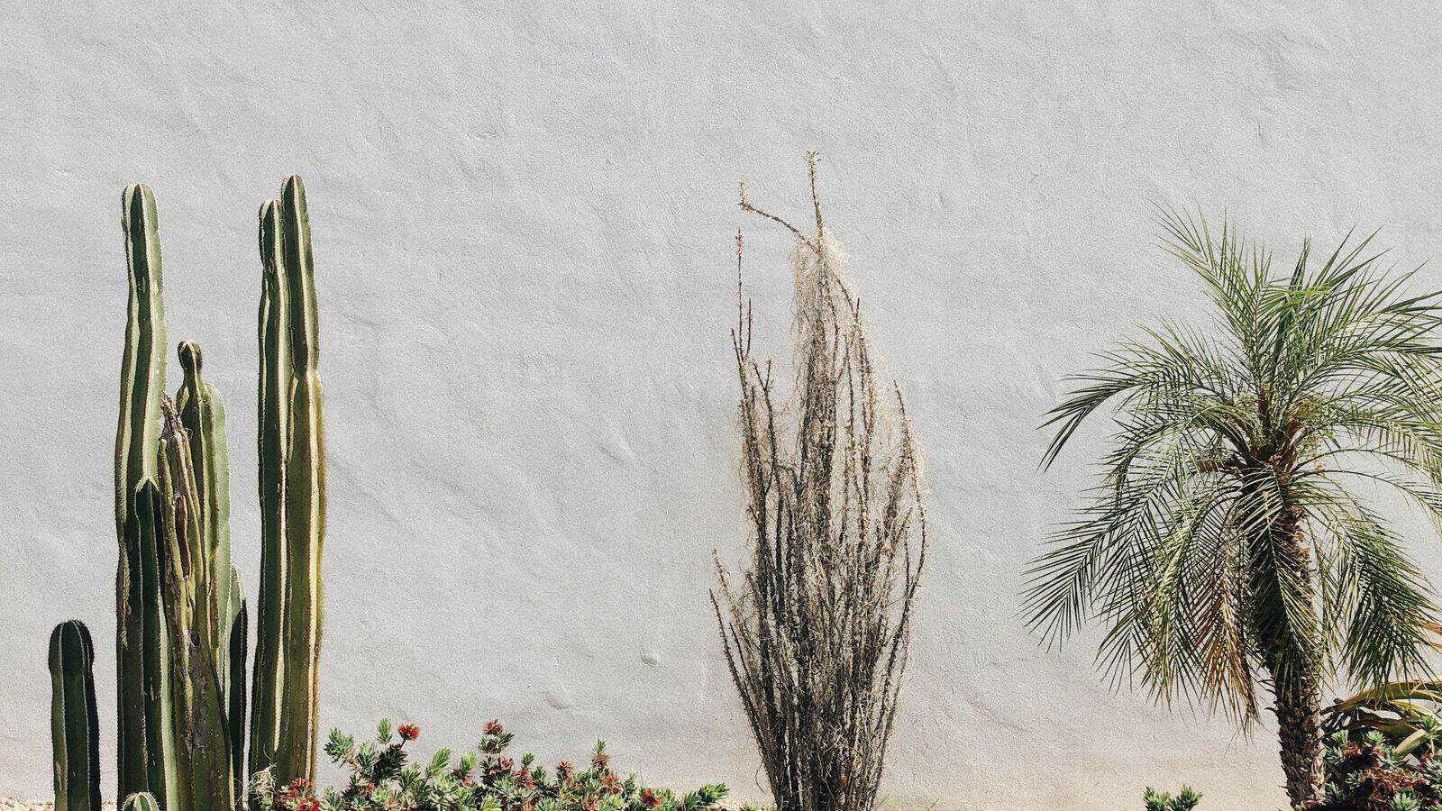 Settling Xeriscape Rock Landscaping Disputes in a Las Vegas Rental Lease