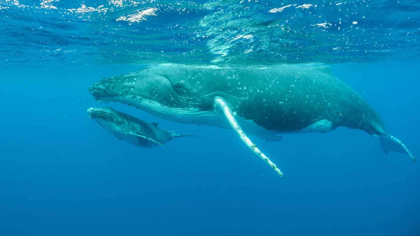 Bucket-List Worthy Experiences - Image 4