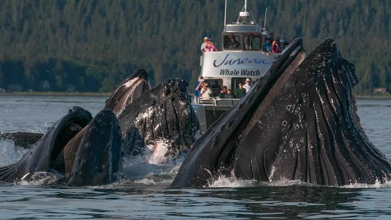 Juneau Whale Watching Tour and Tracy's King Crab Combo_8