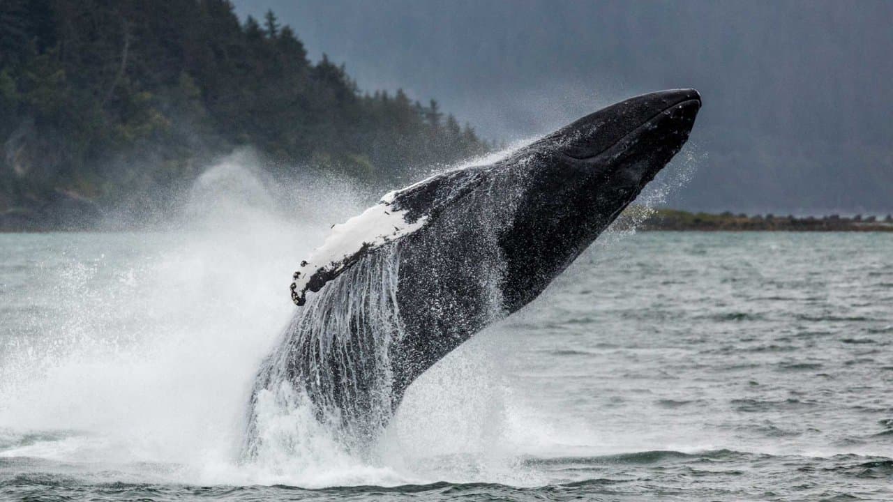 Mendenhall Glacier & Juneau Whale Watching Combo Tour with King Crab_9