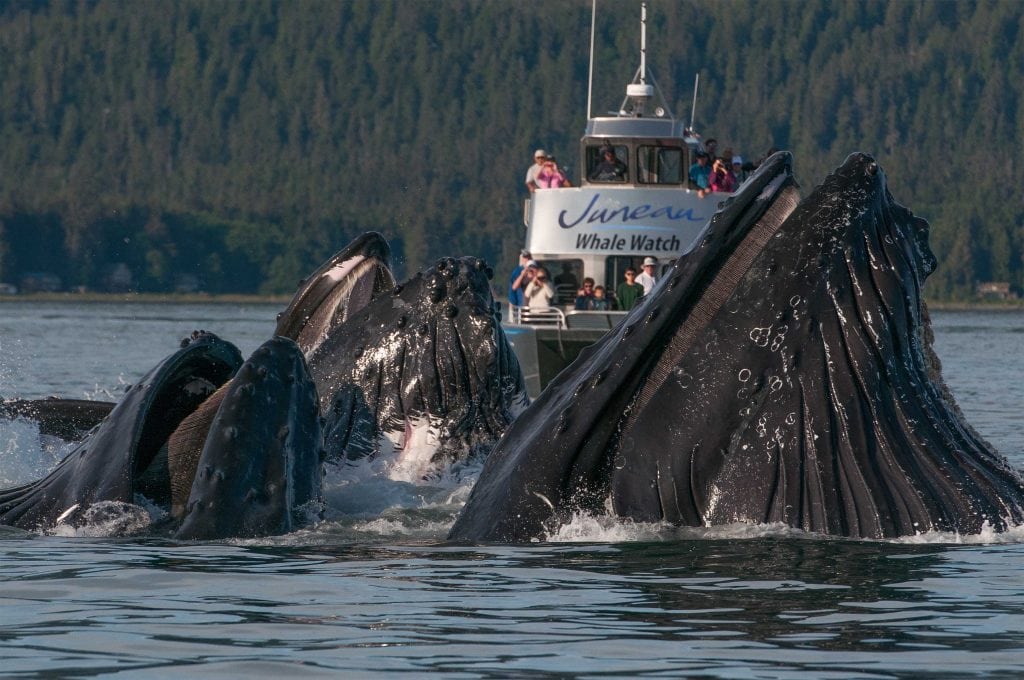 Juneau Whale Watching Boat in the water near a bunch of whales coming out of the water.