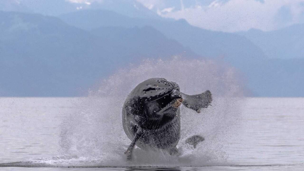 40-ton Humpback Whale leaps out of the water.