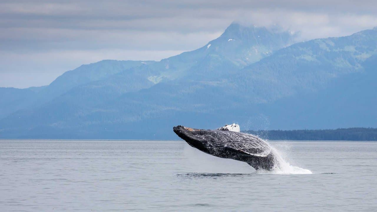 Whale breaching