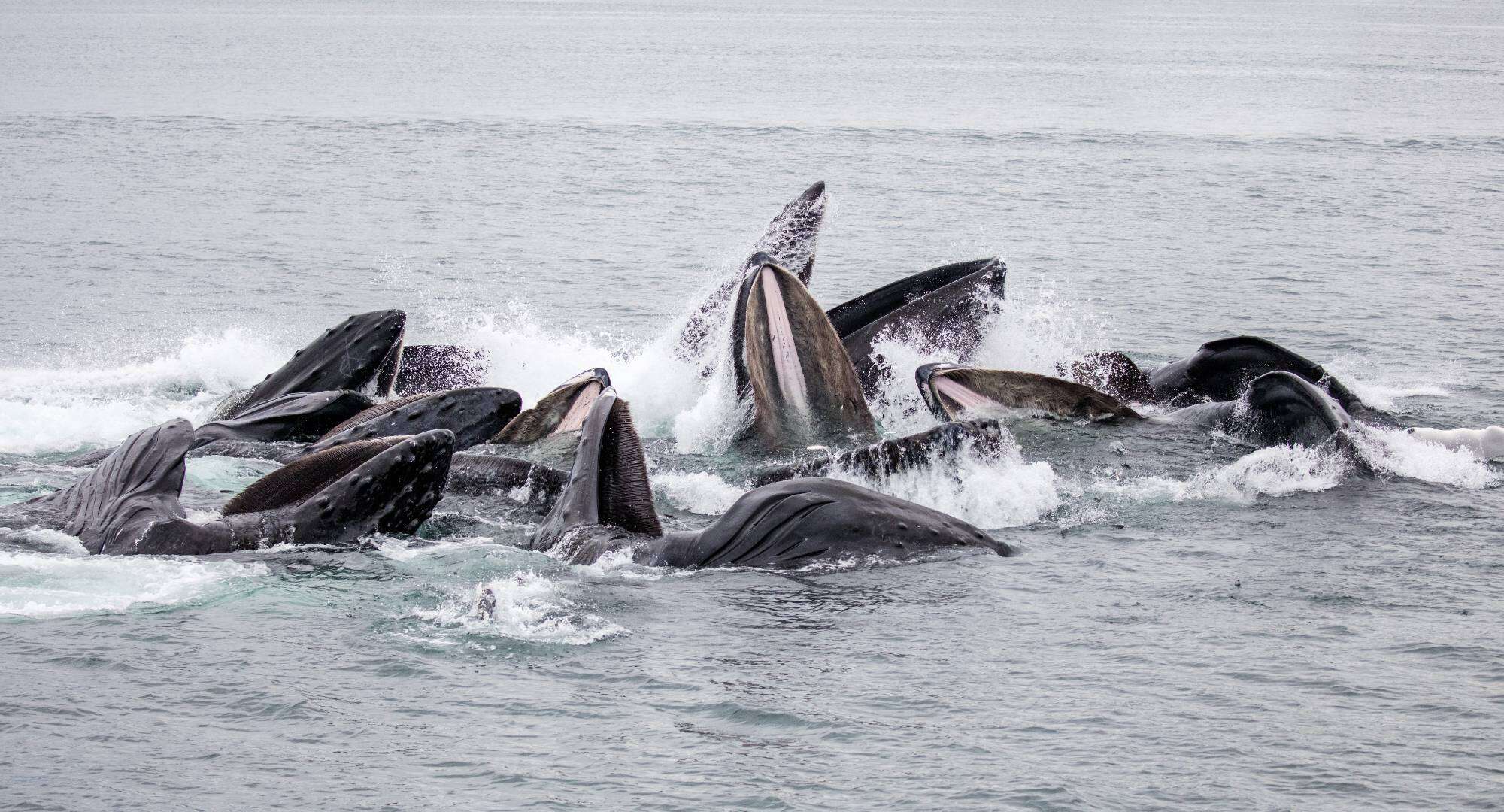 Humpback whales bubblenet feeding