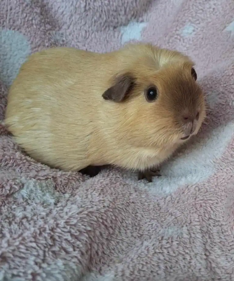 coco cochon mediation animale beige 78