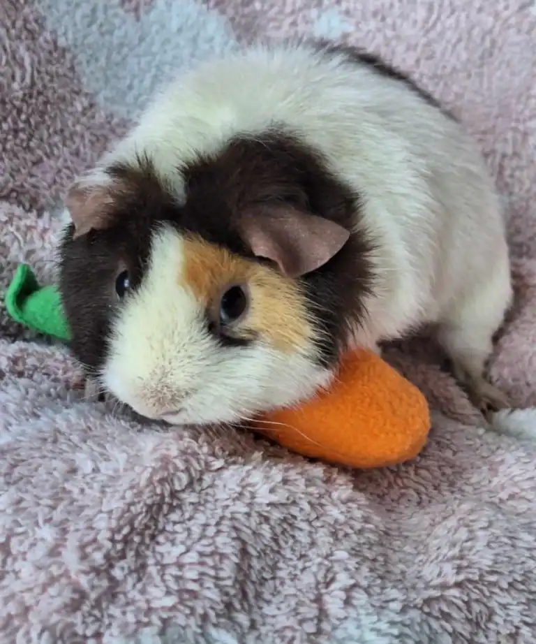 Cookie
