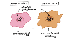 Which Cancer Types are Deadly (4)