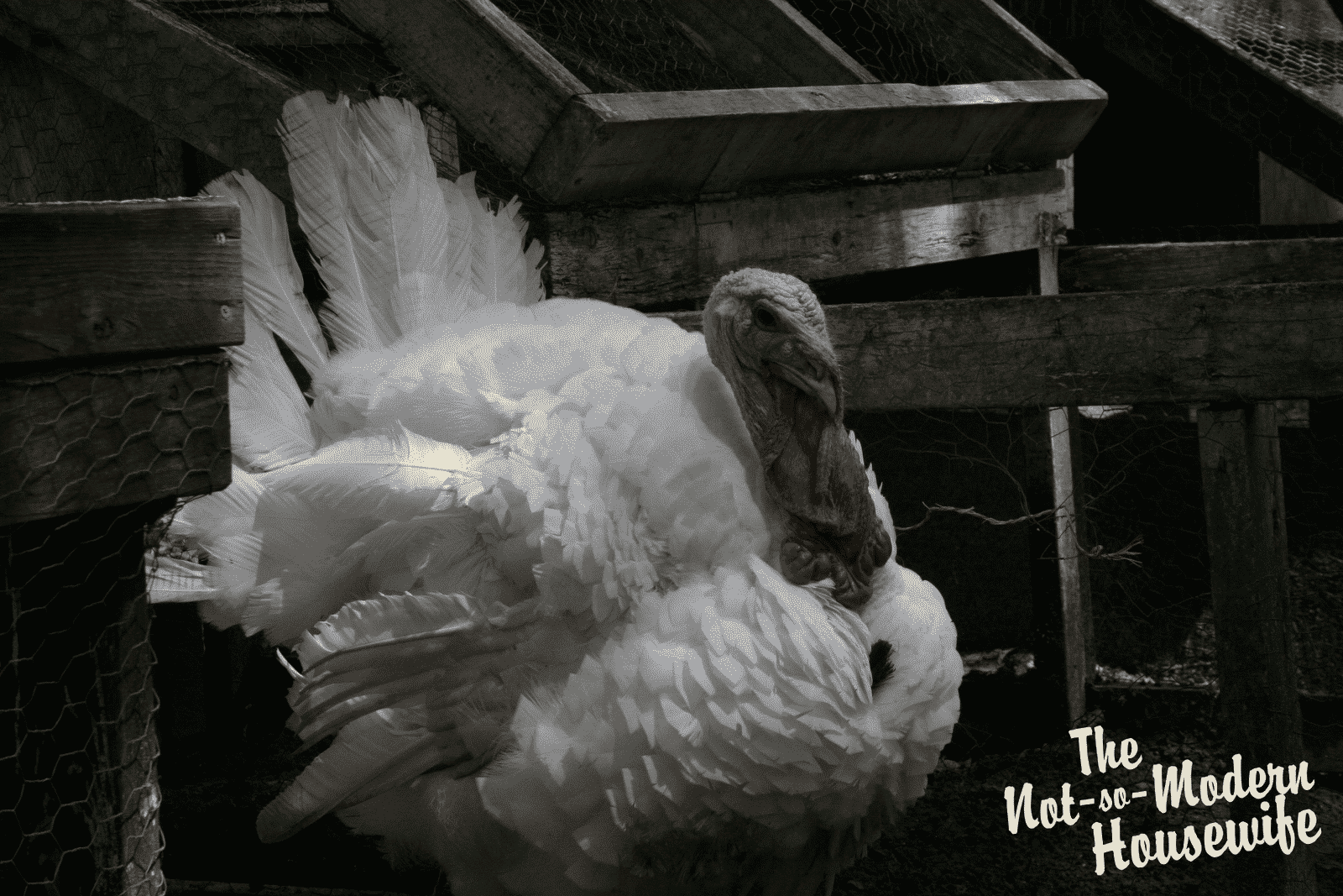 There Once Was a Turkey Named Tom