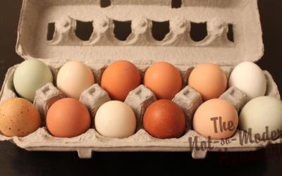 Why Are Chicken Eggs Different Colors?