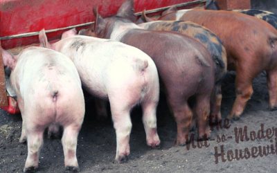 Raising Homestead Pigs for Meat – Why You Should Have a Pig
