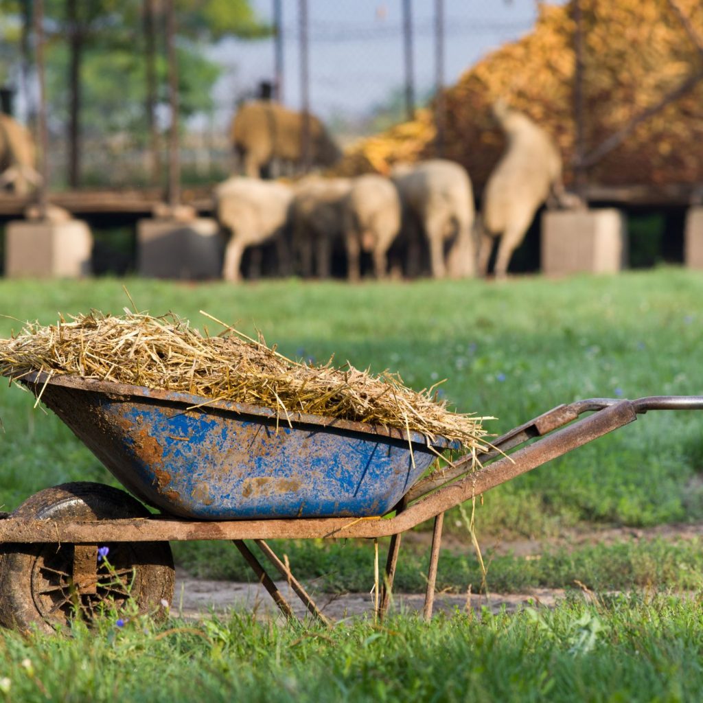 Cheap Compost: Where To Get It And What To Watch For | The Not so Modern Housewife sheep with wheel barrow of manure and soiled bedding - Cheap Compost: Where To Get It And What To Watch For