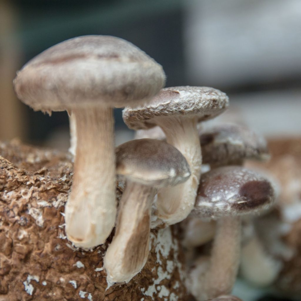 Cheap Compost: Where To Get It And What To Watch For | The Not so Modern Housewife mushrooms growing - Cheap Compost: Where To Get It And What To Watch For