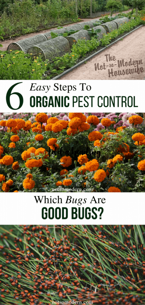 6 Easy Steps for Organic Pest Control | The Not so Modern Housewife 6 Easy Steps to Organic Pest Control - Know which bugs are good bugs - row covers, marigolds, and ladybugs