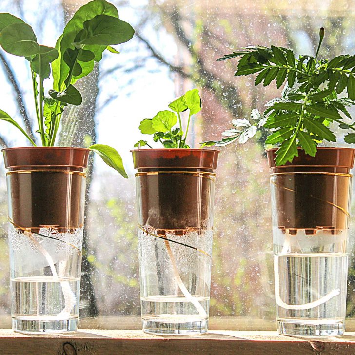 4 Brilliant Self Watering System for Pots That Make Gardening Easy | The Not so Modern Housewife a group of plants in a glass cup - wick watering plants in window - self watering system for pots
