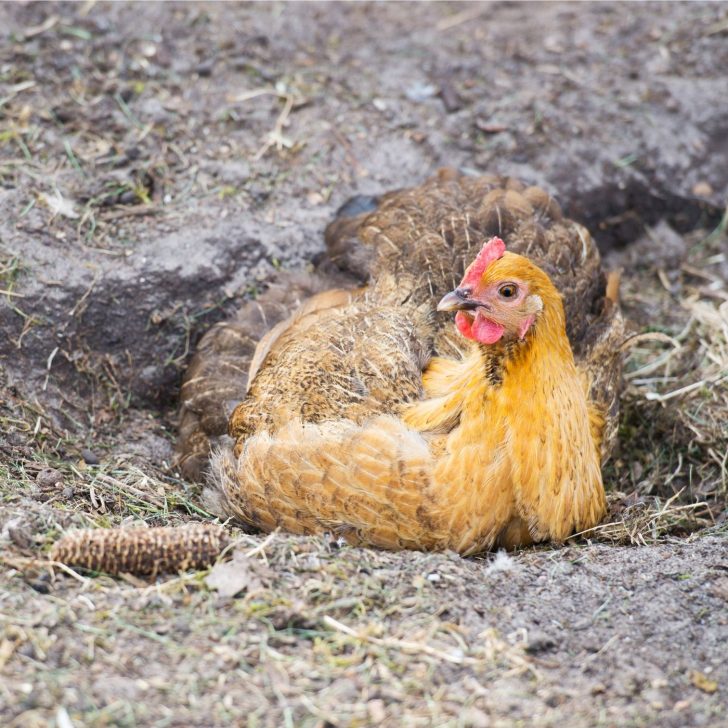 The Ultimate Guide: 12 Steps to Raising Backyard Chickens for Eggs | The Not so Modern Housewife yellow and black hen taking a dust bath - chickens like to roll in the dirt - raising backyard chickens