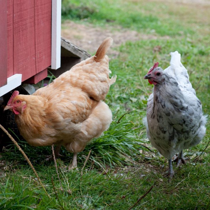 The Ultimate Guide: 12 Steps to Raising Backyard Chickens for Eggs | The Not so Modern Housewife gray and brown hens outside by red chicken coop - choosing the right chickens for your climate - raising backyard chickens