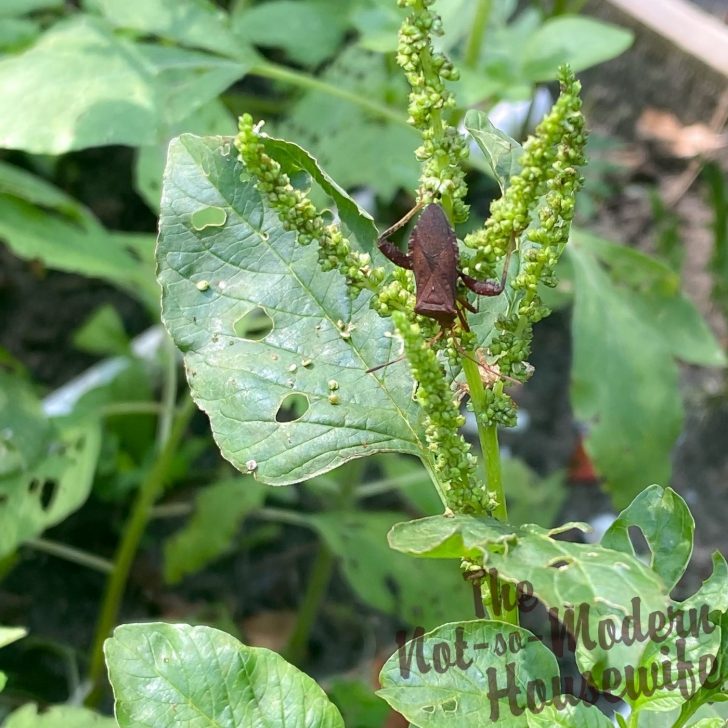 What to Plant in August in Florida: 65+ Best Florida Friendly Flowers, Vegetables, and Herbs | The Not so Modern Housewife leaf footed bug on amaranth plant in Florida garden