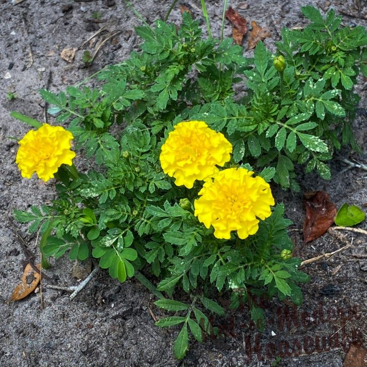 What to Plant in August in Florida: 65+ Best Florida Friendly Flowers, Vegetables, and Herbs | The Not so Modern Housewife yellow marigold flowers - what to plant in August in Florida
