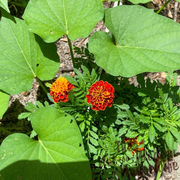 What to Plant in August in Florida: 65+ Best Florida Friendly Flowers, Vegetables, and Herbs | The Not so Modern Housewife marigold flowers and sweet potato vines - what to plant in August in Florida