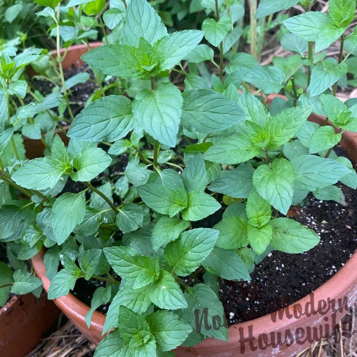 What to Plant in August in Florida: 65+ Best Florida Friendly Flowers, Vegetables, and Herbs | The Not so Modern Housewife mint plant - what to plant in August in Florida
