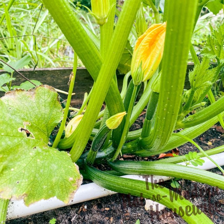 What to Plant in August in Florida: 65+ Best Florida Friendly Flowers, Vegetables, and Herbs | The Not so Modern Housewife zucchini plant - vegetables to plant in Florida in August