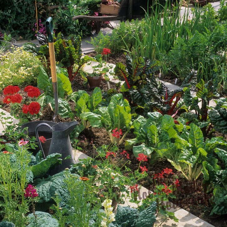 What to Plant in Florida in October: 35+ of the Best Vegetables & Herbs to Plant | The Not so Modern Housewife vegetable garden - what to plant in Florida in October